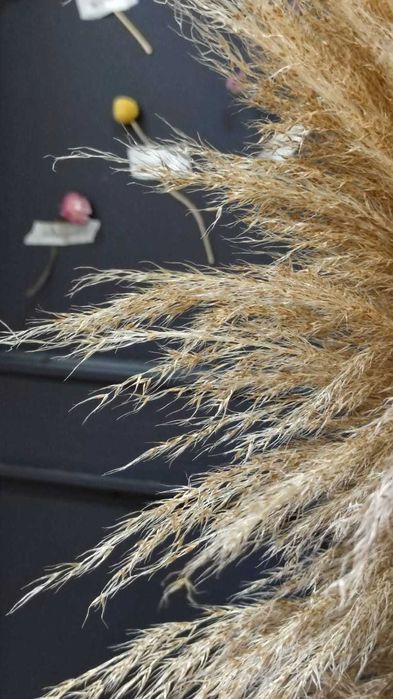 Пампасная трава кортадерия