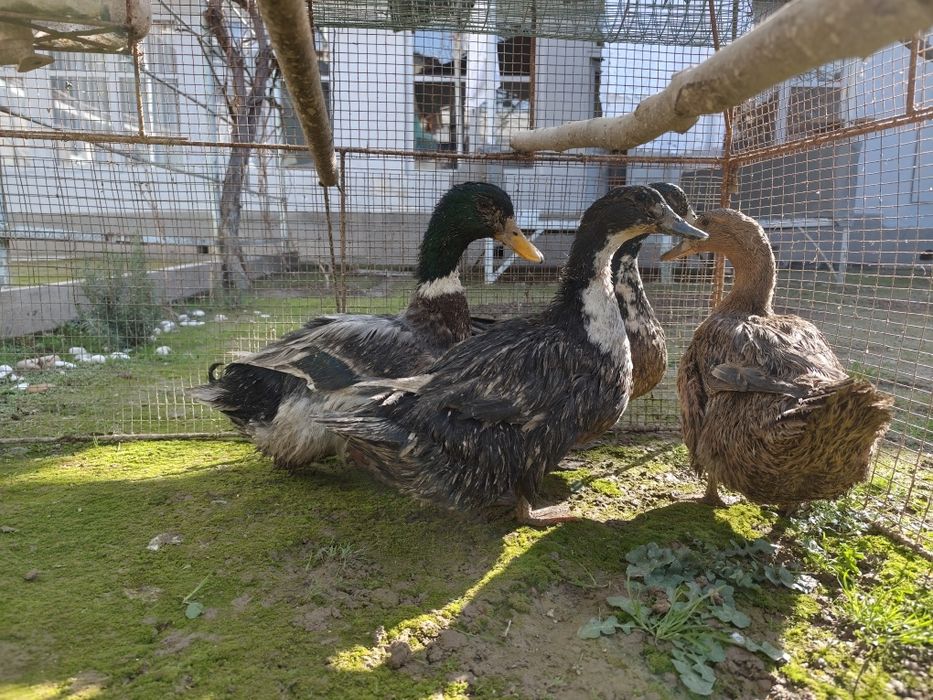 Продам утка четыре штука