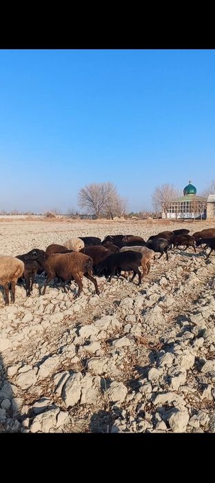 Bug'oz qo'ylar sotiladi