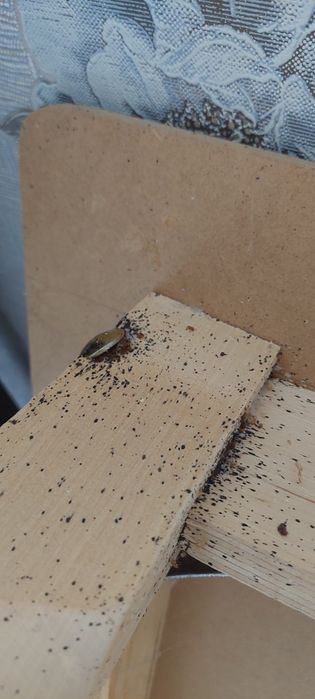 Дезинфекция  Қандаладан. Өңдеу