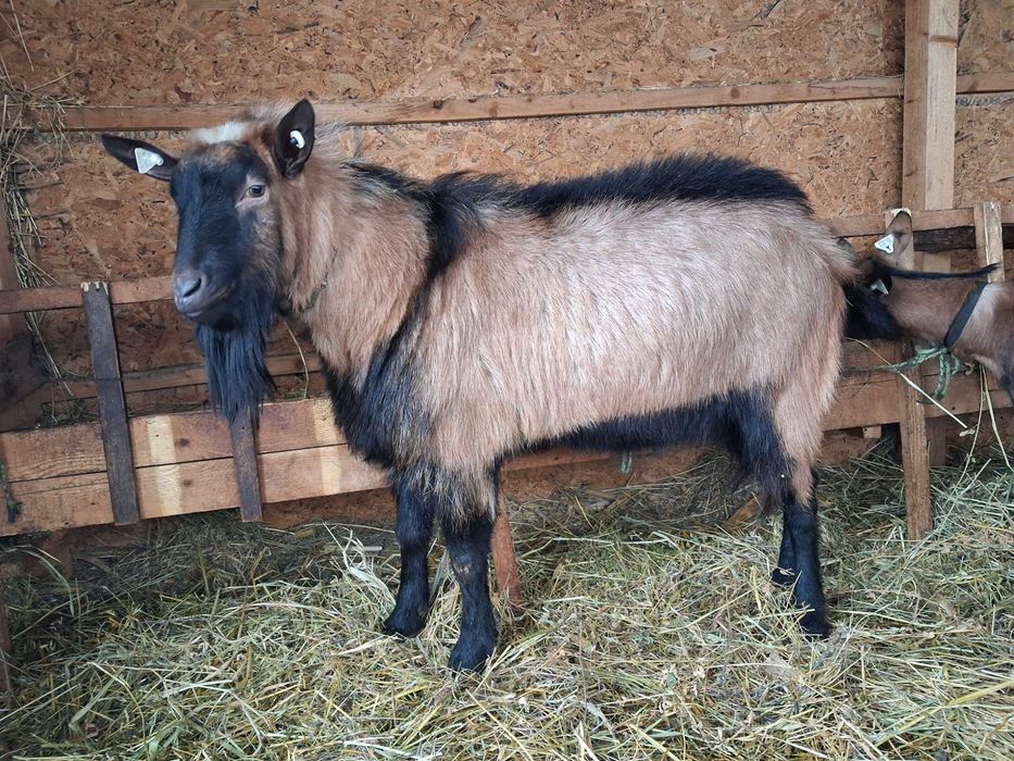 Tap alpin de vanzare