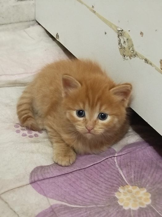 Отдам красивых котят