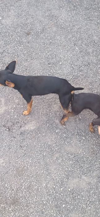 Той терьер ищет подружку.