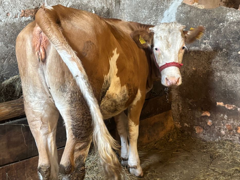 Vând juninci bălțate pentru ținut sau sacrificat