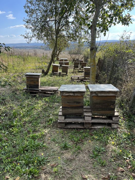 Кошери Дадан-Блат