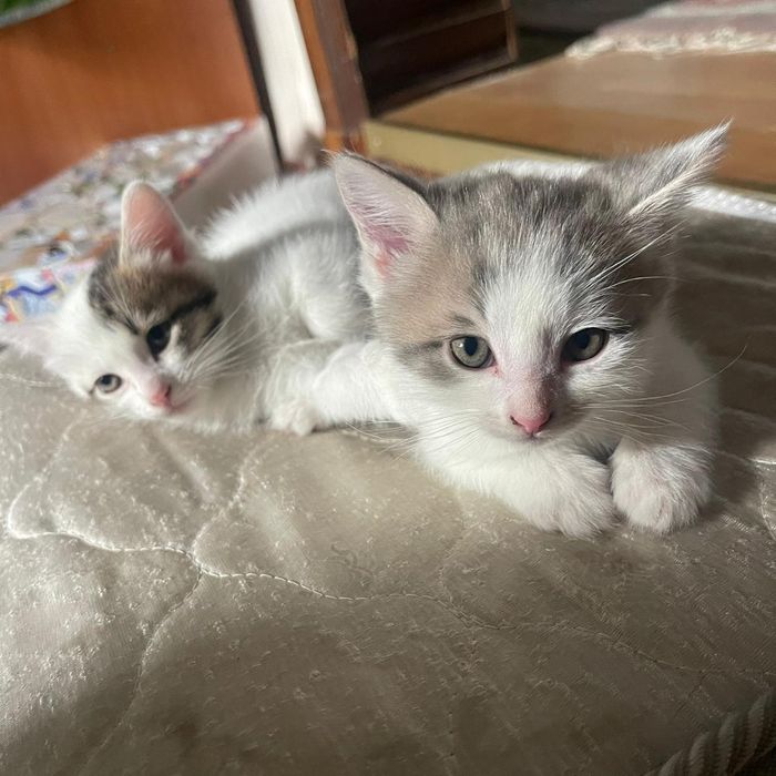 Отдам даром котят
