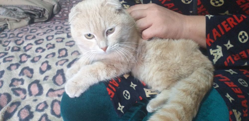 Продается вислоухий котик.