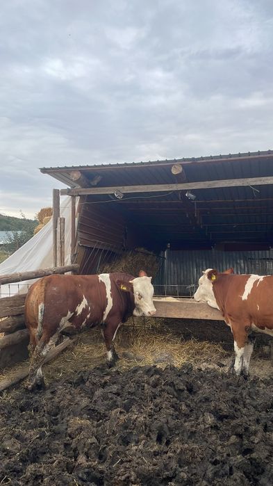 Vând 7 viței 5 masculi și 2 vițele