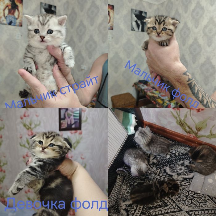 Продам котят страйт и фолд