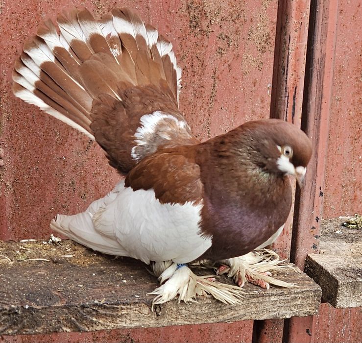 De vânzare  Porumbei de Volga