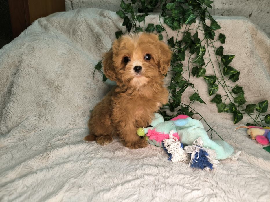 Vand fetita Cavapoo toy  red F1
