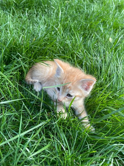 Oyoqlari keng tarqalgan mushukning fotosurati