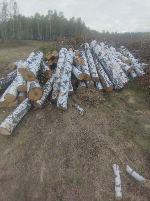 Ақ қайың берёза сатылады продается