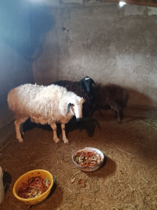 Семіз қои сатылады