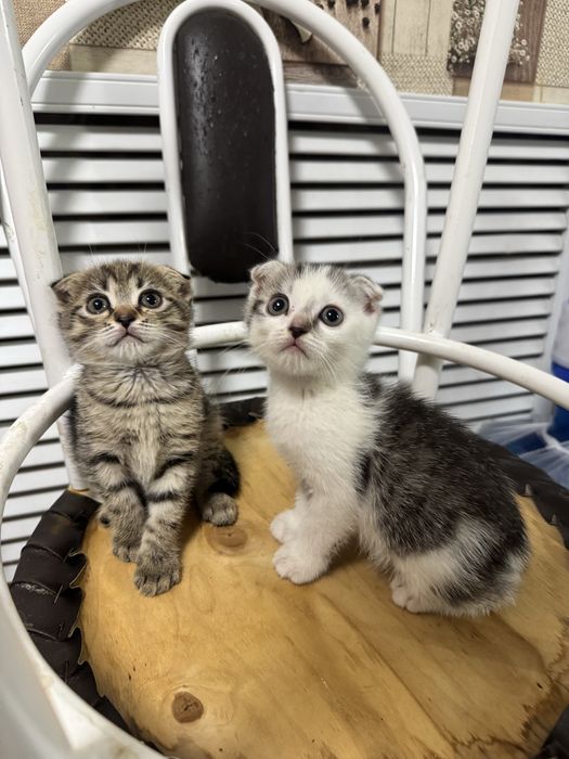 Котята шотландские