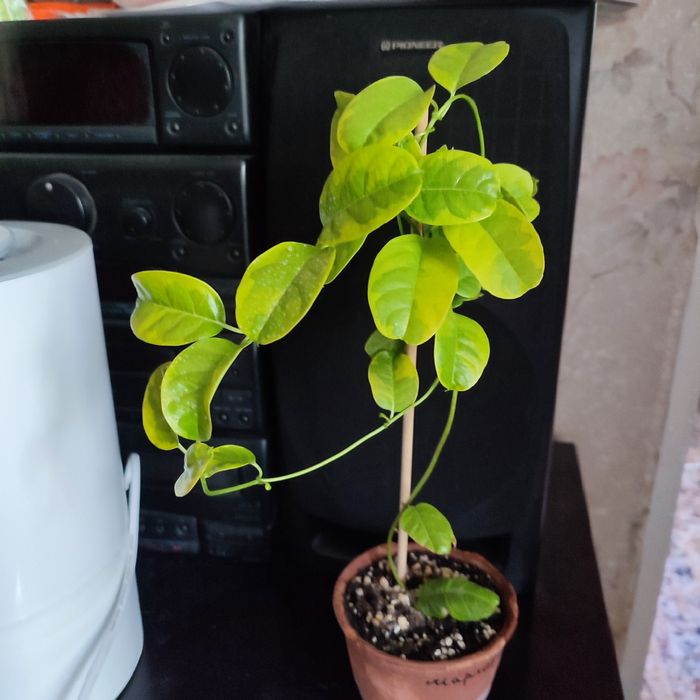 Комнатные растения