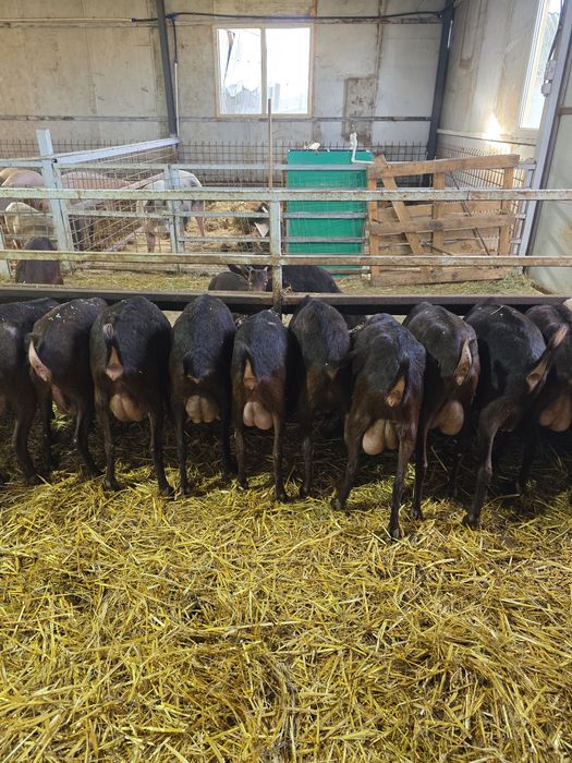 Capre murcuiana granadina de vanzare