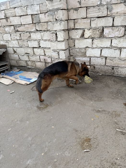 немецкая овчарка