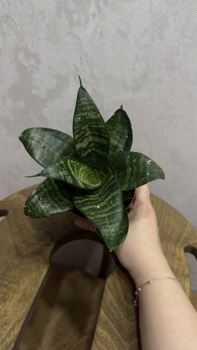 Сансевьерия хани