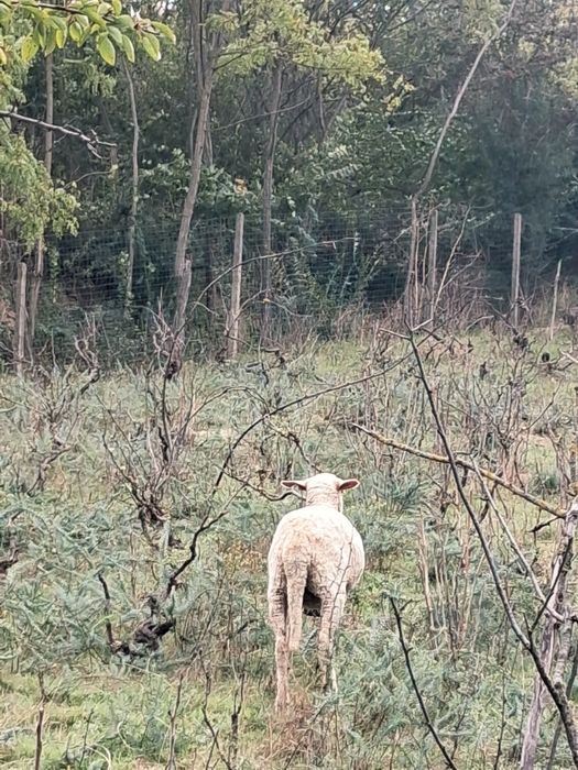 De vânzare un mănz de 5 luni și o cărlanca are undeva la 50 kg 55kg se vinde separat