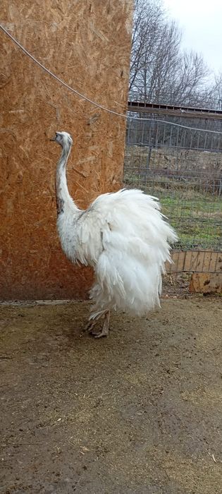 Se vand struti Nandu !