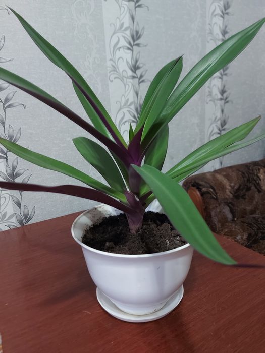 Продам комнатный цветок