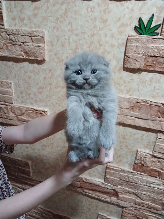 Продаётся котята