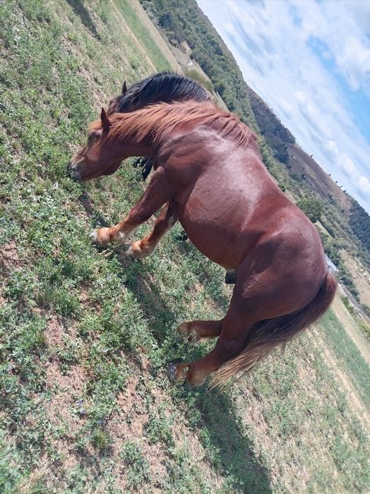 Vând  mânz în mai a făcut 2 ani foarte cuminte prețul negociabil!!