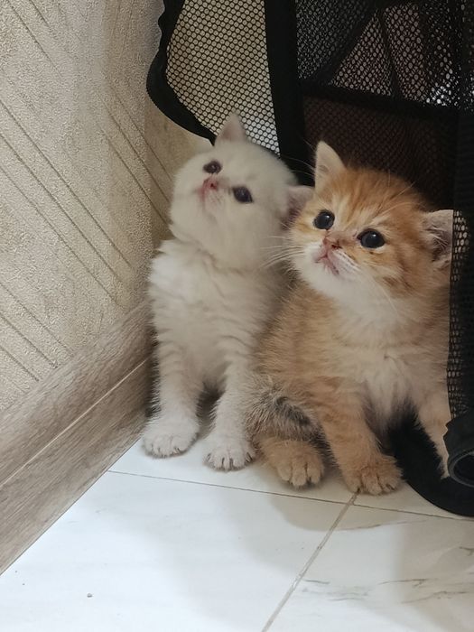 Продаётся котёнок британский