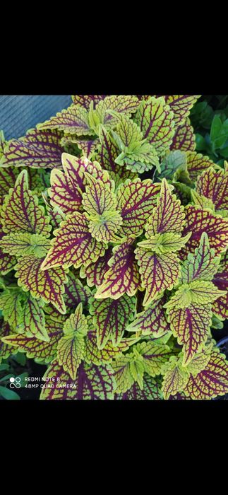 Колеусы вегетативные