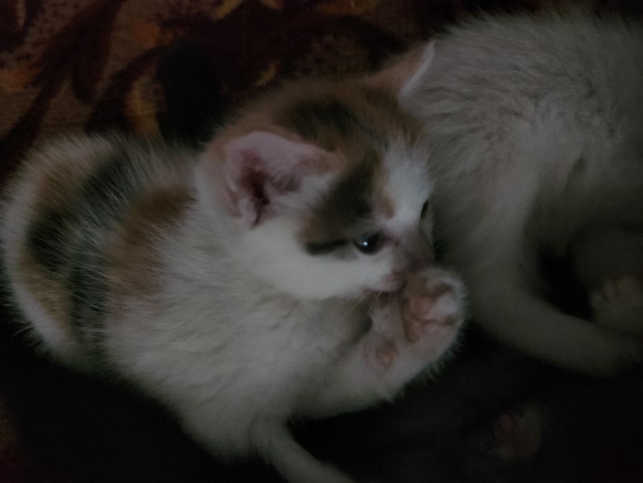 Отдам котят в добрые руки