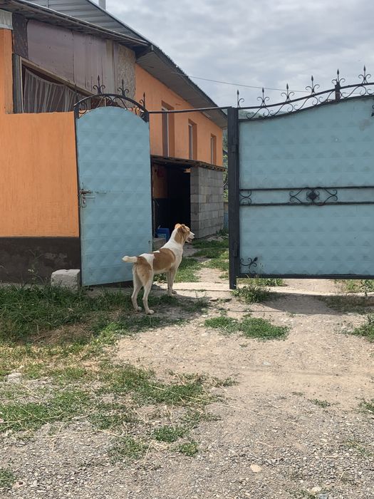 Продам шенка алабай девочка