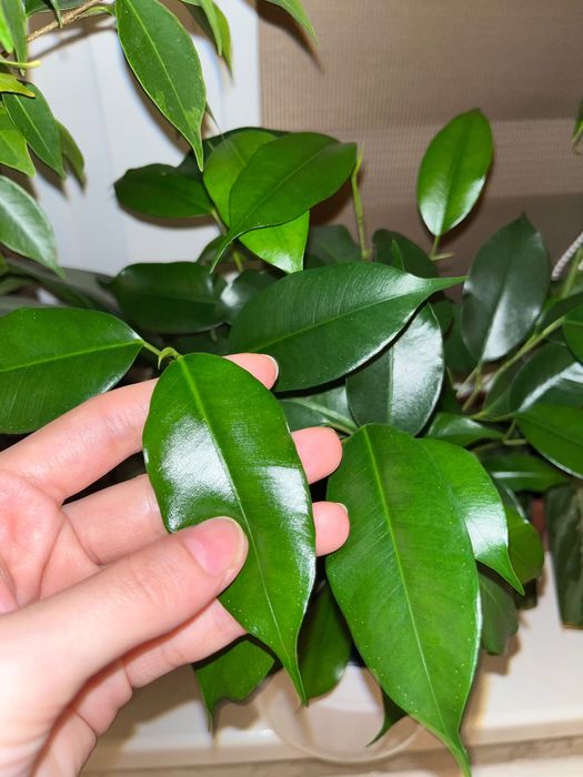 Үй гүлдері отростоктар