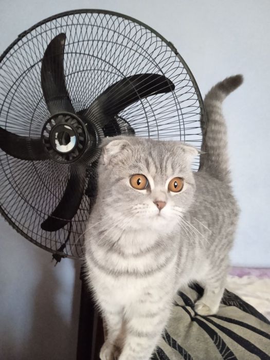 Шотландский фолд девичка