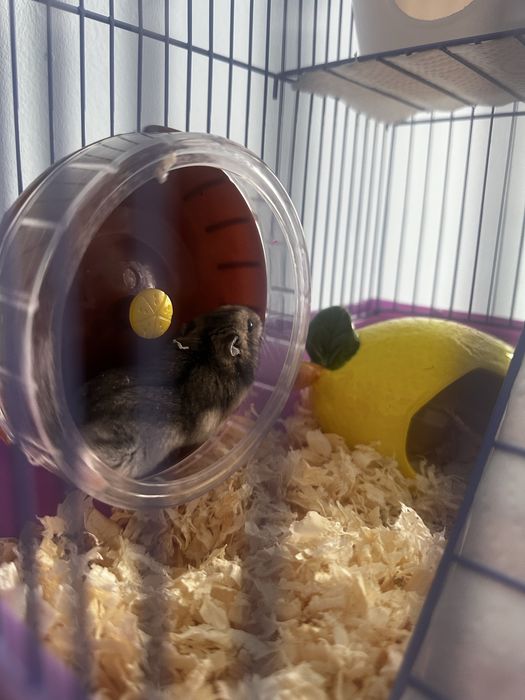 хомяк джунгарский с клеткой