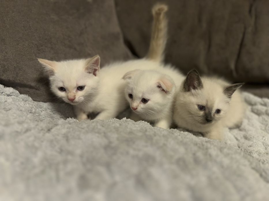 Продаются шотландские котята!