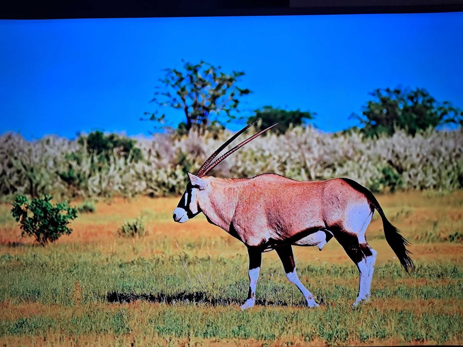 Телевизор AVA " 102см оригинал смарт .гарантия.