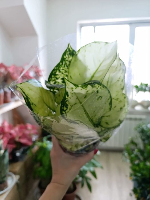 Бамбук для привлечения  достатка