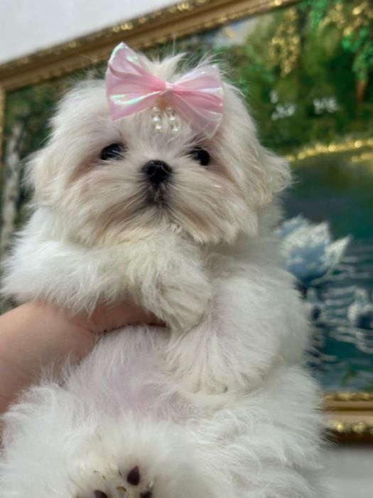 Очаровательные щенки мальтезе.