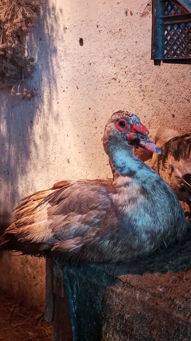 Продам индоуток.