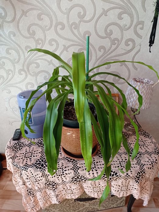 Пальма панданус взрослое растение