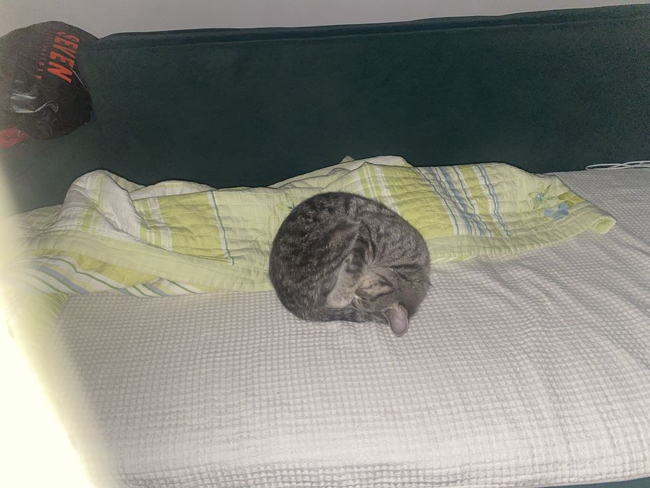 Отдам кошку в добрые руки