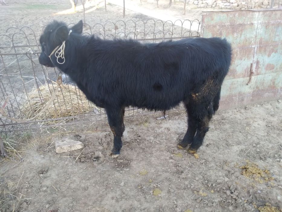 Ona bola sigir sotiladi