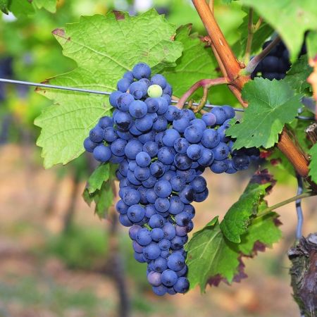 Vand struguri Merlot, asigur transport