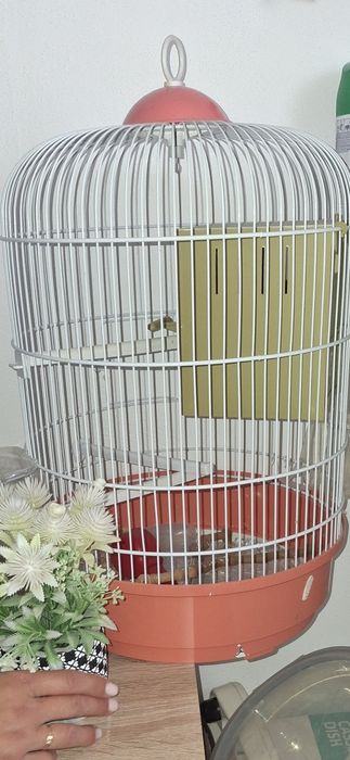 Colivie cusca papagali perusi ca noua