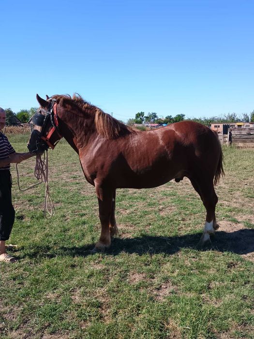 Vand manz de aproape doi ani