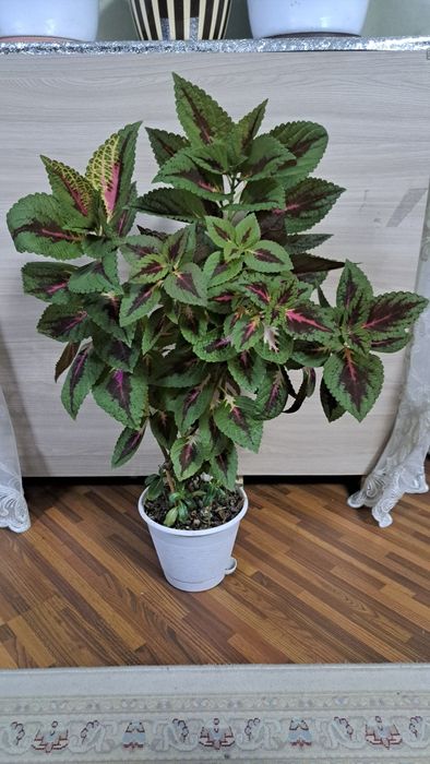 Комнатные  цветы