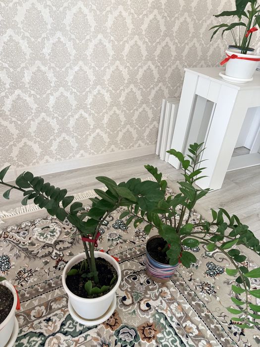 Цветы домашние с горшками