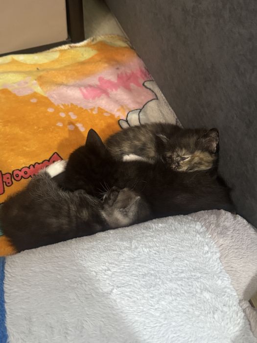 Котята ищут дом,очень ласковые