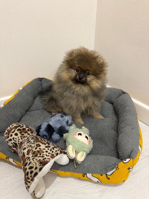 Шикарный мальчик померанчик